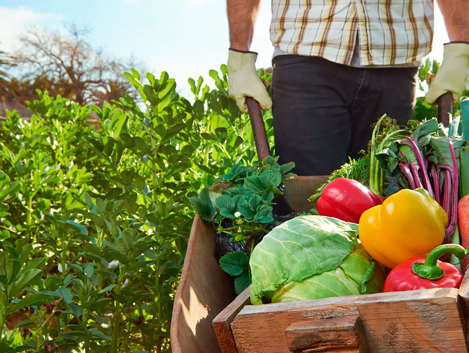 Alimentación Saludable y Sostenible